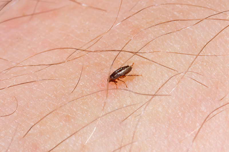Flea Pest Control in Croydon Greater London